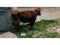 Çalınan inek metruk binada bulundu