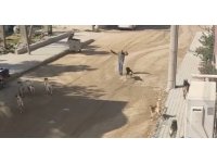 Sürü halinde gezen köpeklerin vatandaşa saldırı anı kamerada