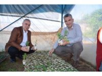 Atık karton bardaklarda çiçek üretiliyor