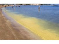 Müsilaj zannedilen polen sahili sarıya boyadı, binlerce arı telef oldu