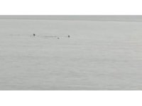 Hatay’da sahile yaklaşan köpek balıkları görüntülendi