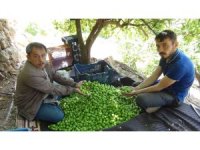 Mersin’de açıkta erik hasadı başladı