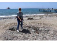 Koparmanın cezası 120 bin TL olan kum zambakları koparılarak yakıldı