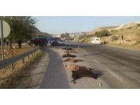 Tarım işçilerini taşıyan minibüs sürüye çarptı: 15 küçükbaş hayvan telef oldu