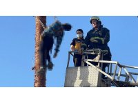 Budamak için çıktığı palmiye ağacında hayatını kaybetti