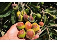 Bu kez meyveyi soğuk değil, sıcak vurdu