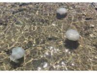 Akdeniz sahillerinden sevindiren haber: Sayıları günden güne azalıyor