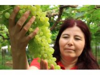 Kilosu 130 TL; Turfanda üzümler Avrupa yolunda
