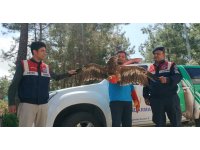 Jandarmadan uçamaz haldeki kartala yardım eli