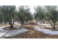 Tarsus’ta dolu ve fırtına etkili oldu