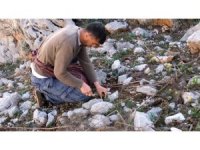 Sarp dağlarda yetişen eşsiz lezzet: ‘Çiriş otu’