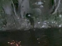 Nesli tükenmekte olan su samurları görüntülendi