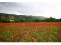 Gelincikler tarlaları süsledi