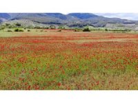 Gelinciklerin kırmızıya boyadığı buğday tarlasında masalsı görüntüler