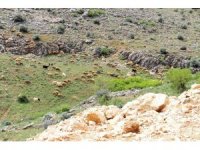 Kahramanmaraş’ta sürüler yaylalara çıkmaya başladı