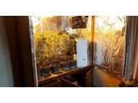 Gardırobunu kenevir bahçesine dönüştürmüş