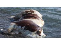 Hatay’da sahile vurmuş ölü inek şaşkına çevirdi