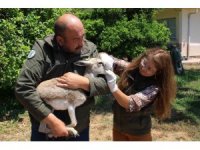 Yaşadığı bölgeden 450 kilometre uzakta bulundu