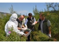 Mersin Orman Bölge Müdürlüğü, biyolojik mücadelede hedeflerini aştı