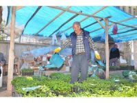 Fideler görücüye çıktı