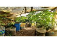 Evinde kenevir yetiştiren şüpheliye operasyon