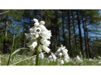 "Tufanbeyli Sümbülü" mest etti