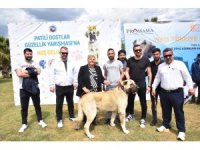 Ceyhan’da "Patili Dostlar Güzellik Yarışması"