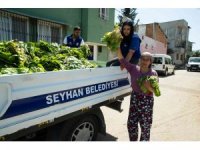 Seyhan Belediyesi ürettiği marulları halka dağıttı