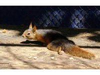 Arka ayaklarından felçli olarak bulunan sincap tedaviye alındı