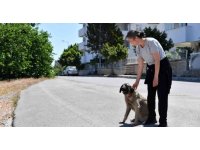 Dere yatağında mahsur kalan köpekleri Konyaaltı Belediyesi kurtardı