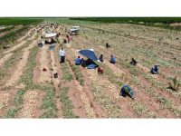 Soğan çiftçinin yüzünü güldürüyor