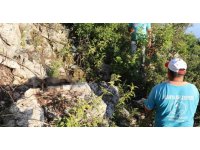 Antalya’da iki sokak köpeği ölü bulundu