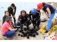 Akdeniz’de dikenli zehirli istilacı deniz kestanesi tehlikesi