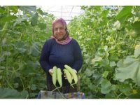 Antalya’da üretilip kilosu 30 TL’den Almanya’ya gidiyor