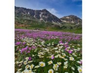 Kahramanmaraş’ta yaylalar rengarenk