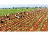 Patates üreticisinin yüzünü güldürdü