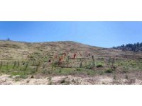 Kahramanmaraş’ta 1.5 milyon fidan dikilecek