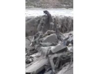 Sel sularında mahsur kalan tilkinin 11 dakikalık yaşam mücadelesi