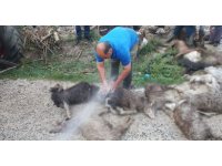 Antalya’da selde 48 küçükbaş hayvan telef oldu