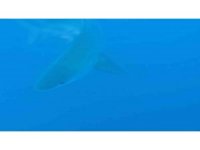 Profesörün köpekbalığı sürüsüyle yakın teması sualtı kamerasında