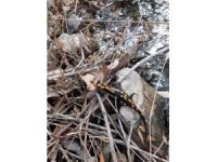 Koruma altındaki Türk semenderi görüntülendi