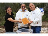 Kilosu 400 TL, milyonlarca arı 100 gramını bir günde topluyor