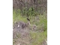 Türkiye’nin en zehirli yılanlarının çiftleşme dansı kamerada