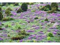 Kahramanmaraş’ta yaylaları keven çiçekleri kapladı
