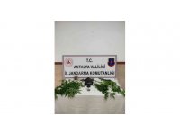 Yasadışı kenevir ekimine operasyon