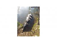 Havuza düşen ineği itfaiye kurtardı