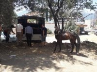 Alanya’da fayton ve atlar teslim alındı