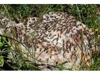 Çiftçilerin korkulu rüyası çekirgeler tarım arazilerini istila etti