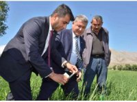 Süne ile mücadele için tarlalara 130 bin "arıcık" salındı