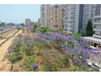 Jakaranda korulukları görsel şölen oluşturuyor